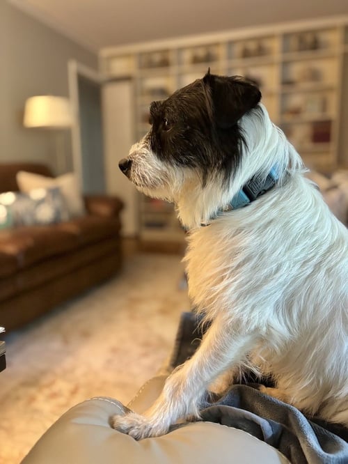 BRUCE SHIELA - Terrier available for adoption
