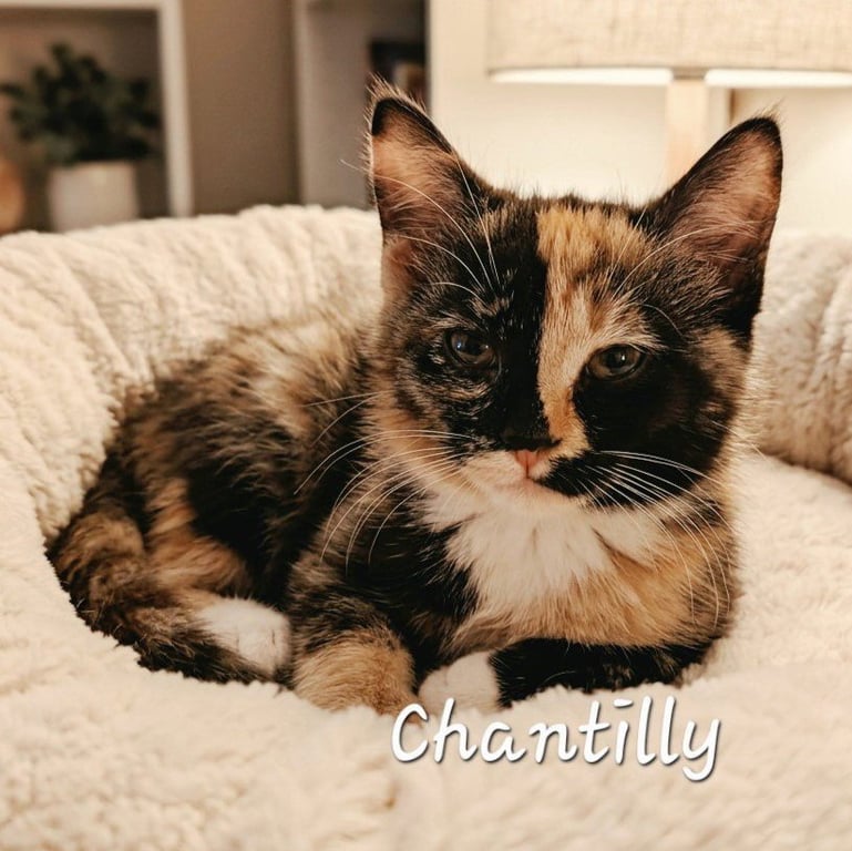 Chantilly #delicate-flower Image