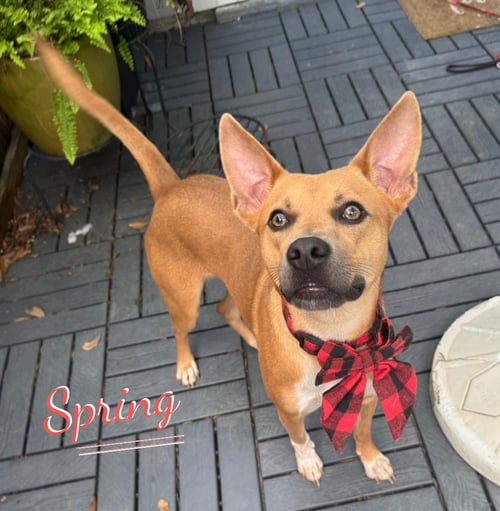SPRING #WINSOME-PERSONALITY - Carolina Dog for adoption in Houston