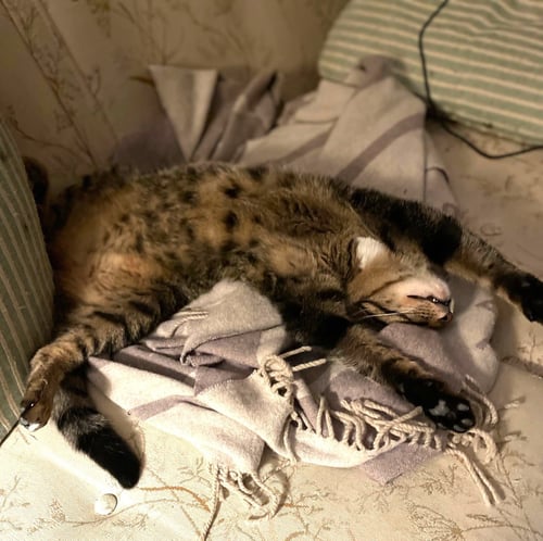 TAZ #ANTIQUE-MALL-LITTER - Tabby available for adoption