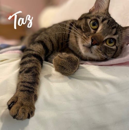 TAZ #ANTIQUE-MALL-LITTER - Tabby available for adoption