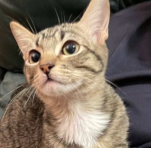 TAZ #ANTIQUE-MALL-LITTER - Tabby available for adoption