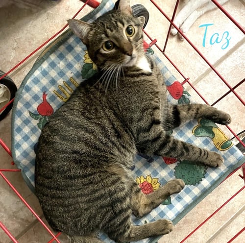 TAZ #ANTIQUE-MALL-LITTER - Tabby available for adoption