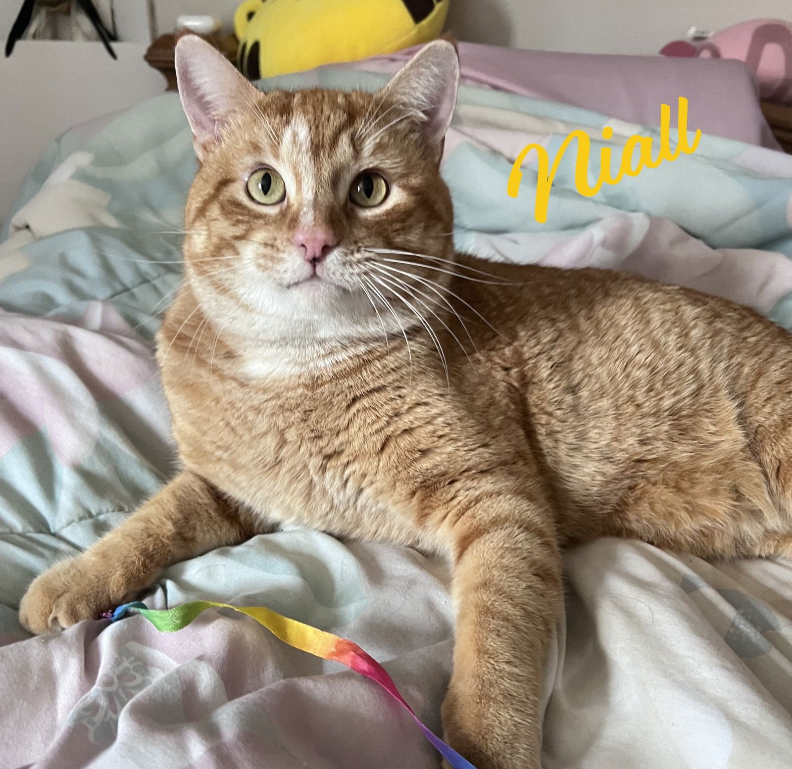 NIALL #MORE-TO-HUG - Tabby / Domestic Short Hair available for adoption