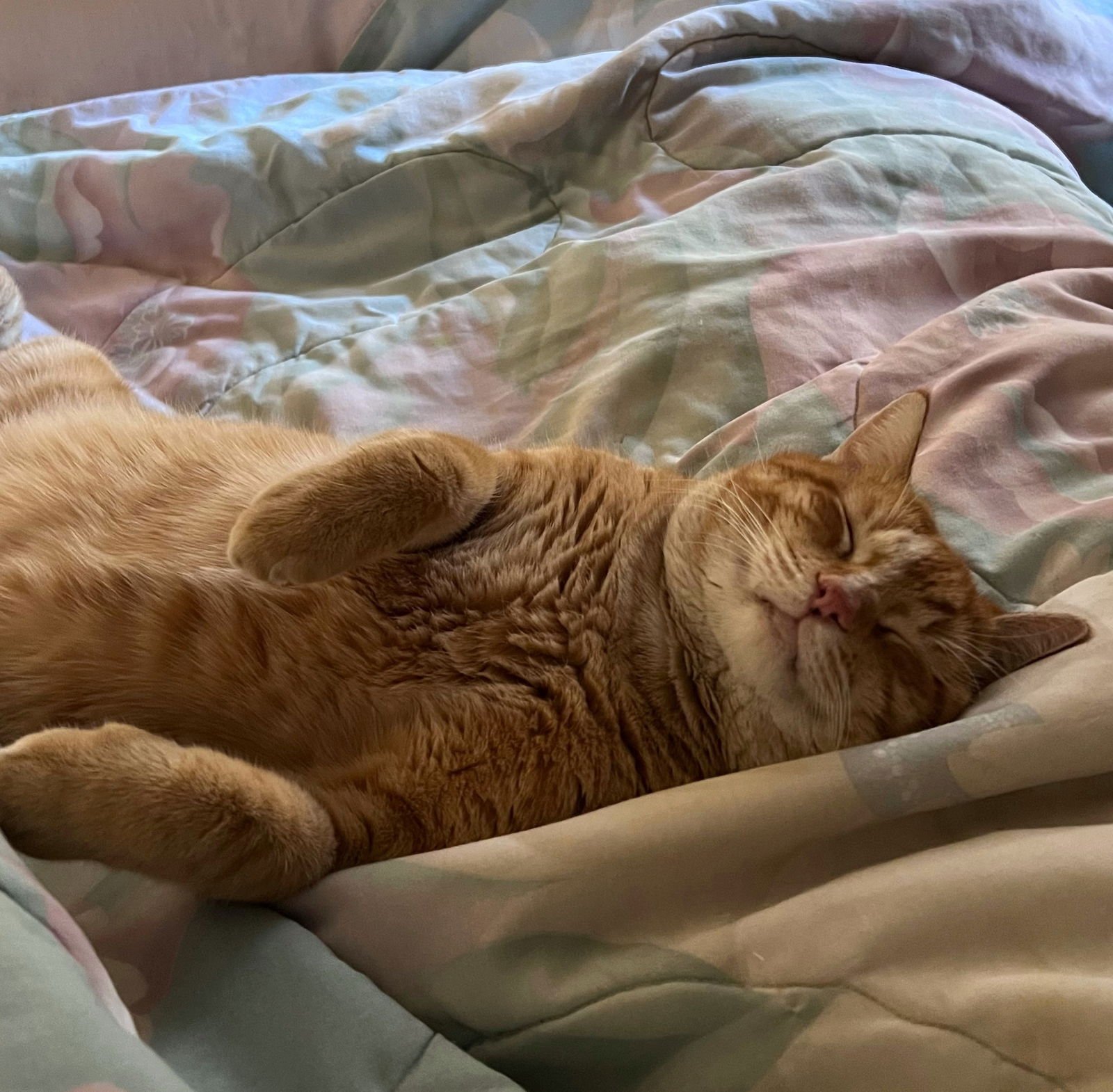 Niall #more-to-hug - Photo 4