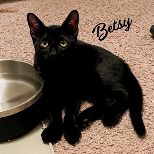 BETSY #MAGNIFICENT-7-LITTER - Bombay / American Shorthair available for adoption
