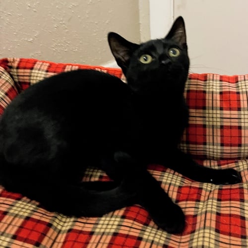 BETSY #MAGNIFICENT-7-LITTER - Bombay / American Shorthair available for adoption