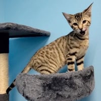 Puddles #wildcat-striped - Photo 2