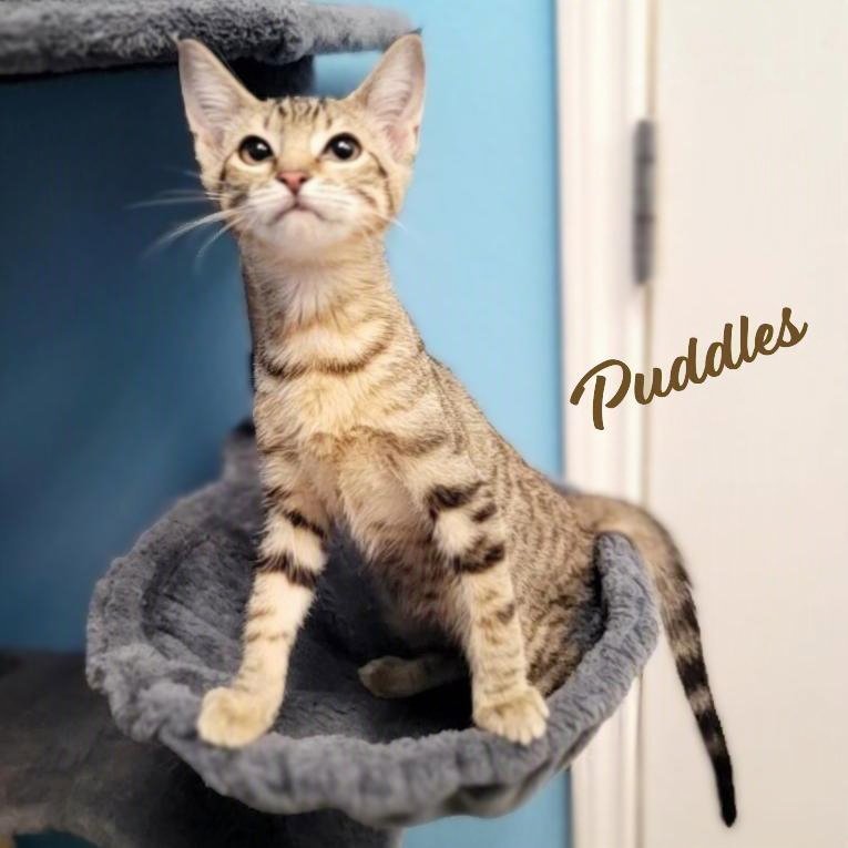 Puddles #wildcat-striped Image