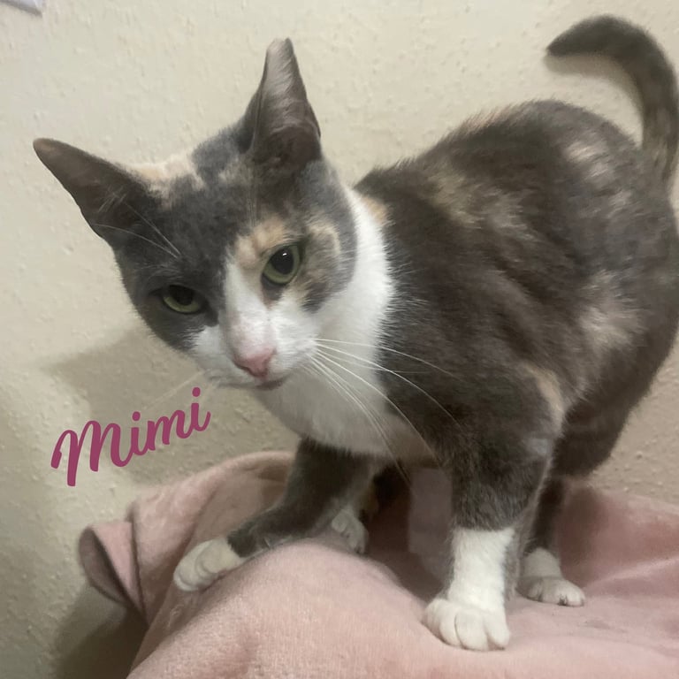 Mimi #demure-beauty Image