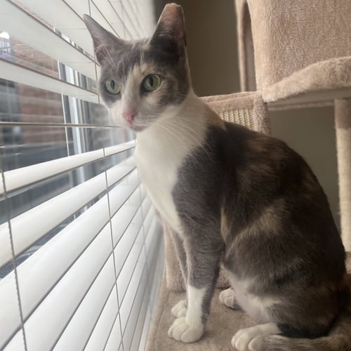 MIMI #DEMURE-BEAUTY - Calico / Tortoiseshell available for adoption