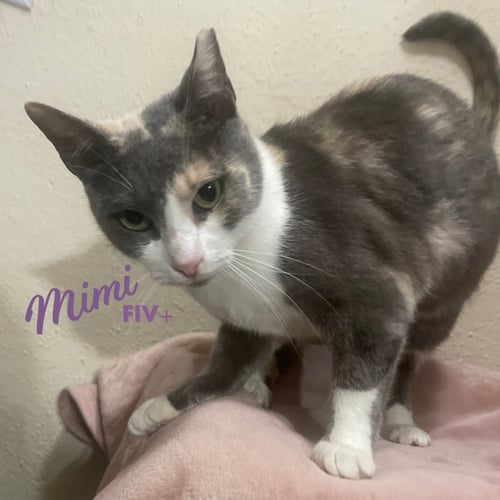 MIMI #DEMURE-BEAUTY
