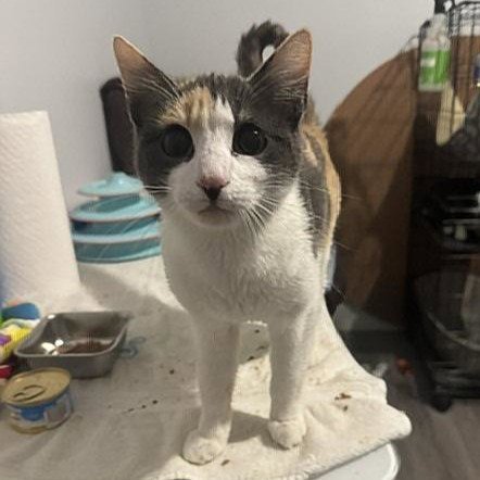 KIT KAT #FELINE-EYE-CANDY - Calico / American Shorthair available for adoption