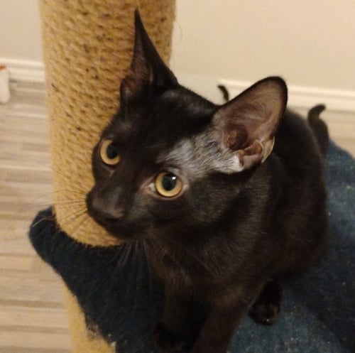 EBBIE #PATIO-POSSE - Bombay / Domestic Short Hair available for adoption