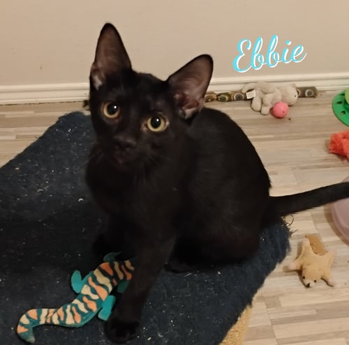 EBBIE #PATIO-POSSE - Bombay / Domestic Short Hair available for adoption