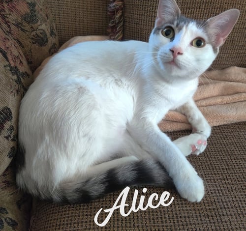ALICE #MISS-CONGENIALITY - Turkish Van / Domestic Short Hair available for adoption