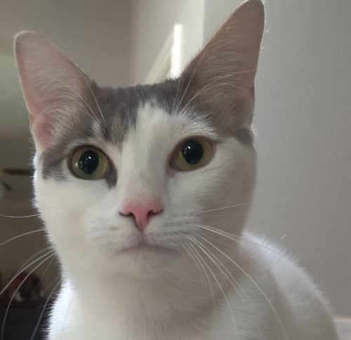 ALICE #MISS-CONGENIALITY - Turkish Van / Domestic Short Hair available for adoption