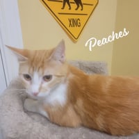 Peaches #loves-attention - Photo 1