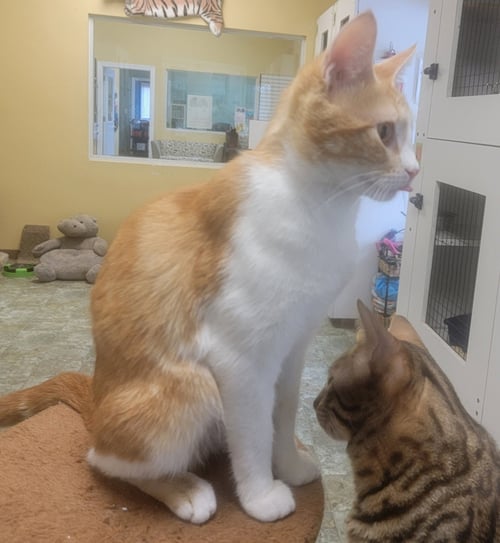 PEACHES #LOVES-ATTENTION - Tabby / Domestic Short Hair available for adoption