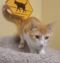 Peaches #loves-attention - Photo 3