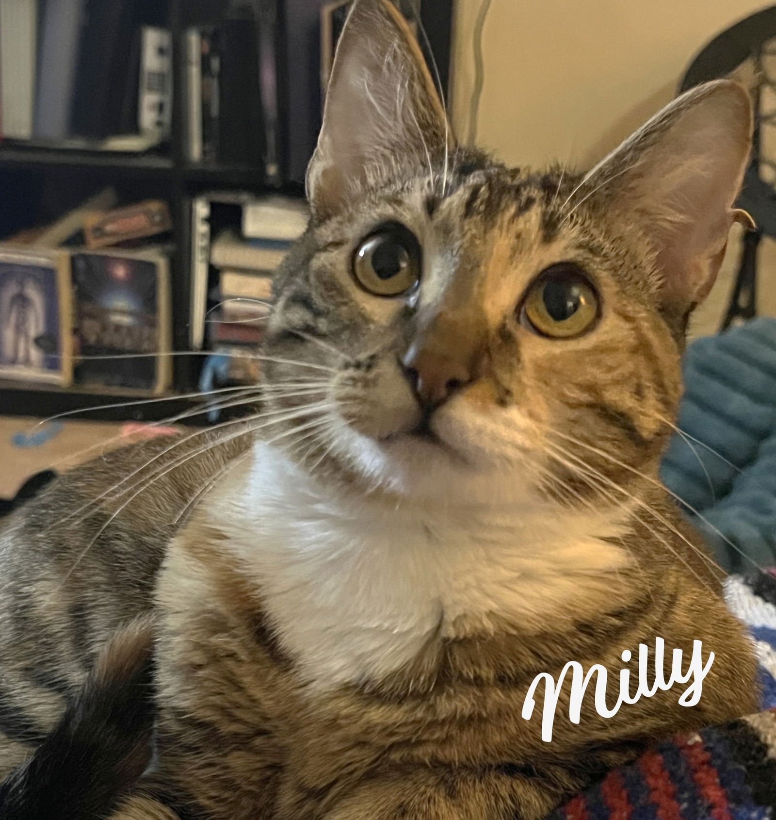 MILLY #SISTER-OF-RYE - Torbie / Domestic Short Hair available for adoption