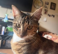 Milly #sister-of-Rye - Photo 3