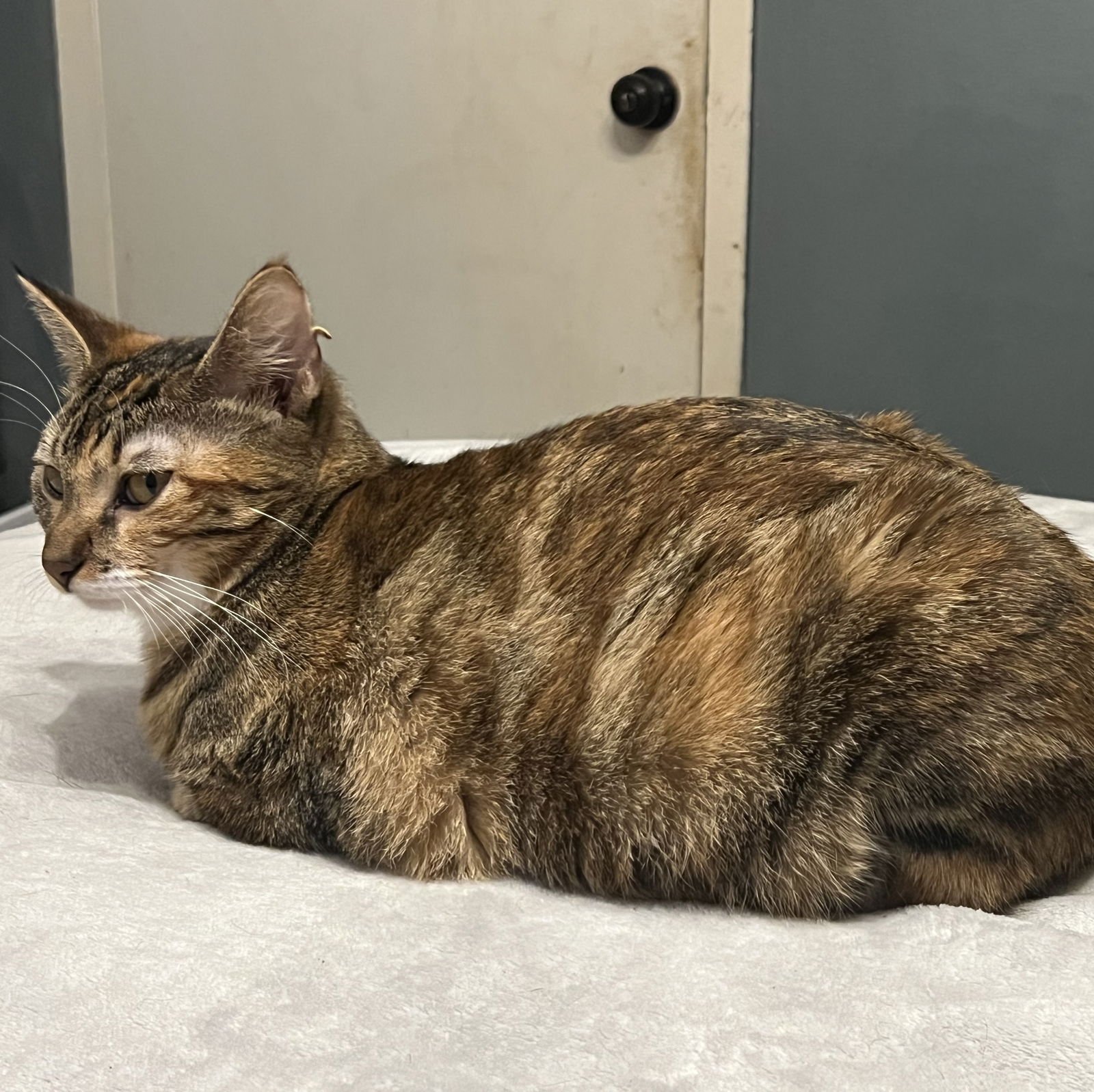 MILLY #SISTER-OF-RYE - Torbie / Domestic Short Hair available for adoption