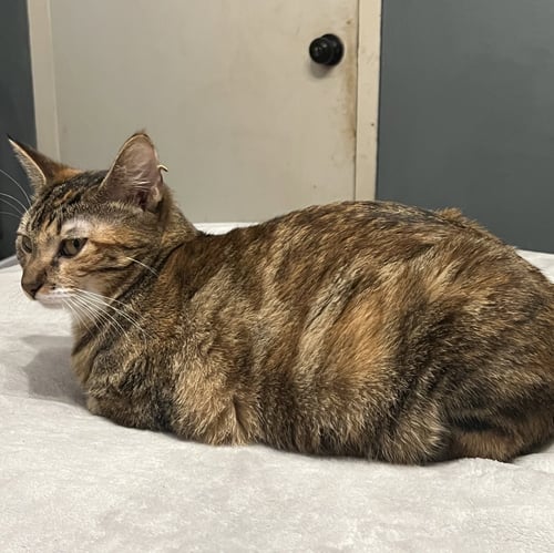 MILLY #SISTER-OF-RYE - Torbie / Domestic Short Hair available for adoption
