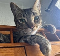 Jasper #bonded-to-Karma - Photo 4