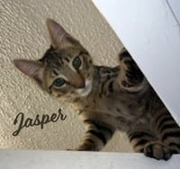 Jasper #bonded-to-Karma - Photo 8