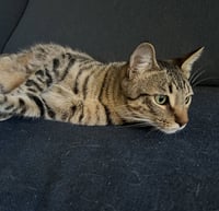 Jasper #bonded-to-Karma - Photo 3
