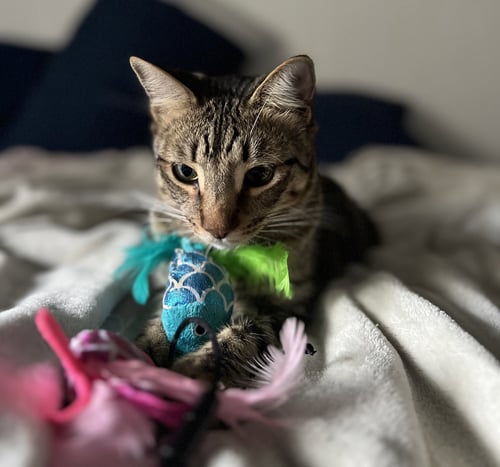 JASPER #BONDED-TO-KARMA - Tabby available for adoption