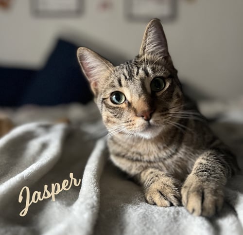 JASPER #BONDED-TO-KARMA - Tabby available for adoption