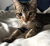 Jasper #bonded-to-Karma - Photo 13