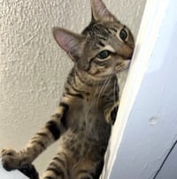 Jasper #bonded-to-Karma - Photo 10