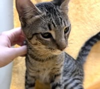 Jasper #bonded-to-Karma - Photo 12
