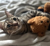 Jasper #bonded-to-Karma - Photo 5