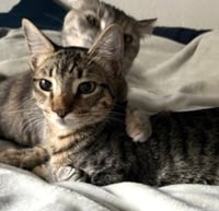 Jasper #bonded-to-Karma - Photo 11