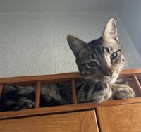 Jasper #bonded-to-Karma - Photo 6