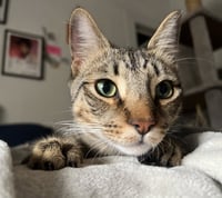 Jasper #bonded-to-Karma - Photo 7