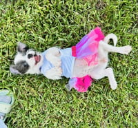 Luna #plush-toy-litter - Photo 2