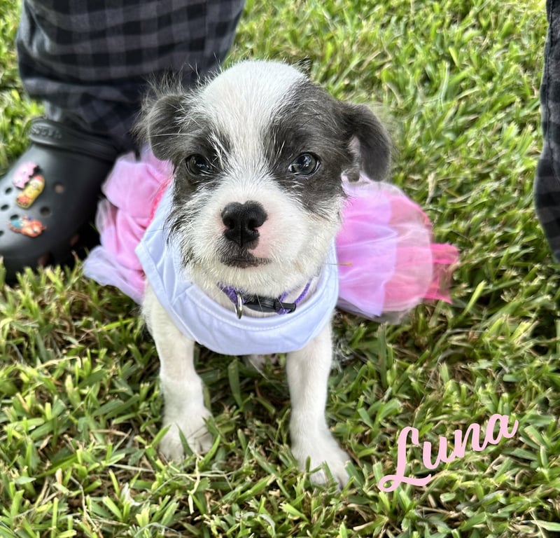 Luna #plush-toy-litter Image