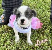 Luna #plush-toy-litter - Photo 1