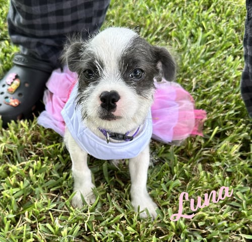 LUNA #PLUSH-TOY-LITTER - Jack Russell Terrier for adoption in Houston