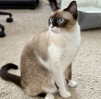 Bonnie #blue-eyes - Photo 3