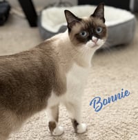Bonnie #blue-eyes - Photo 1