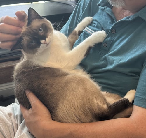 BONNIE #BLUE-EYES - Snowshoe / Siamese available for adoption