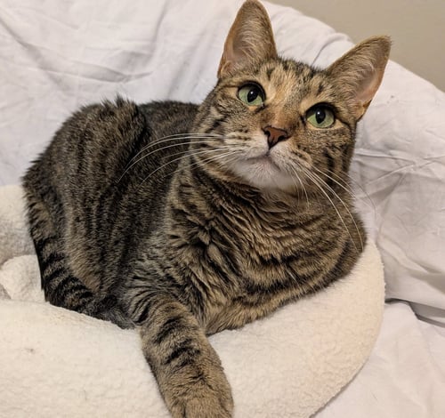 VENUS #GREEN-EYED-GODDESS - Tabby / Domestic Short Hair available for adoption