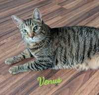 Venus #green-eyed-goddess - Photo 1