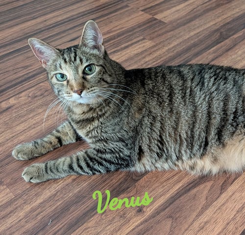 VENUS #GREEN-EYED-GODDESS - Tabby / Domestic Short Hair available for adoption